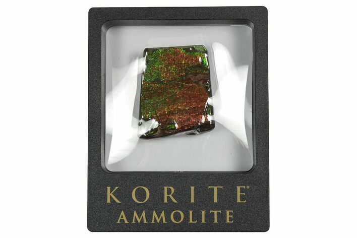 Iridescent Ammolite (Fossil Ammonite Shell) - Alberta #242951